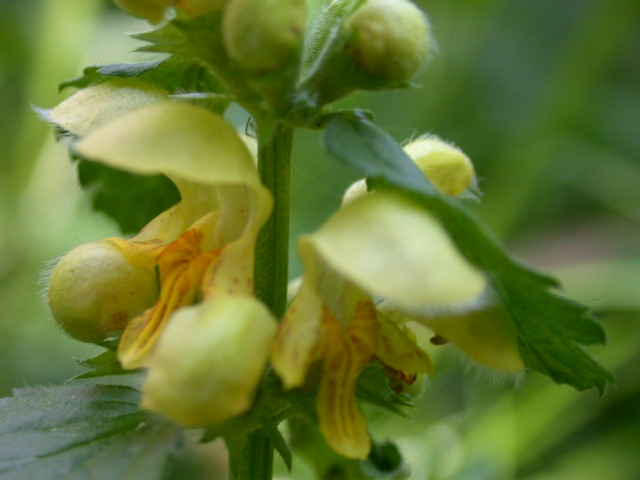 Lamium galeobdolon / Ortica morta gialla
